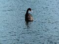 Schwarzer Schwan ... eine Seltenheit auch in England