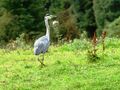 Graureiher bzw. Fischreiher | 'Heron'