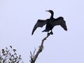 Kormoran