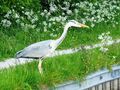 Fischreiher, bzw. Graureiher | 'Heron'