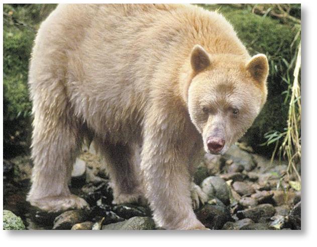 Great Bear Rainforest