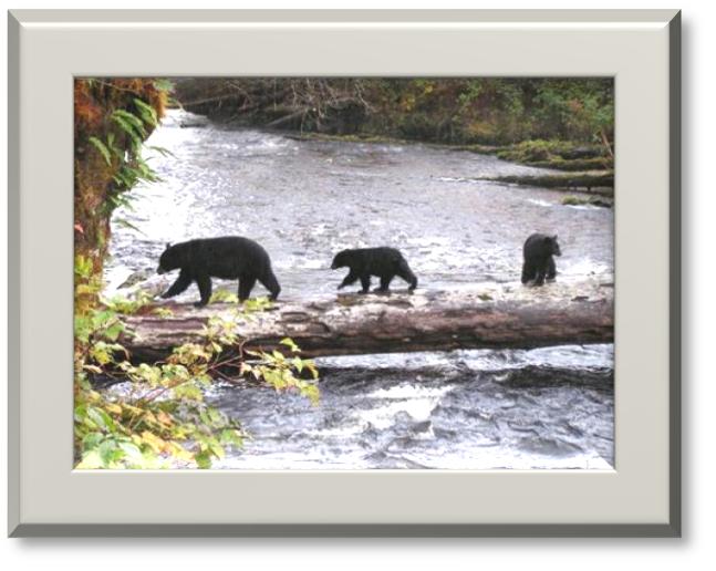 Tour: Great Bear Rainforest