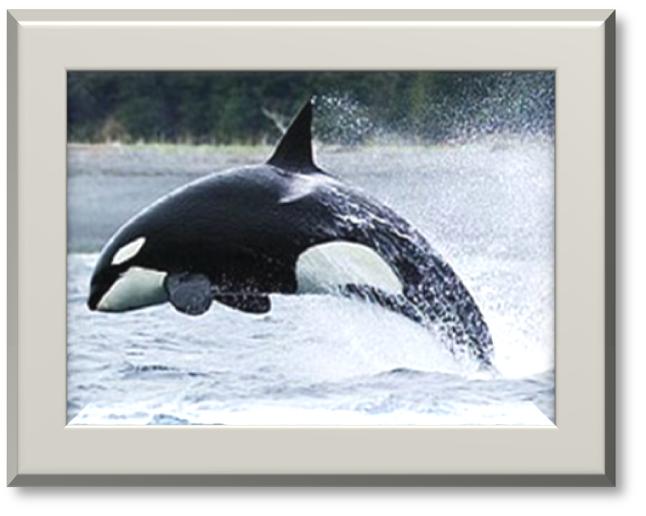 Tour: Vancouver Island