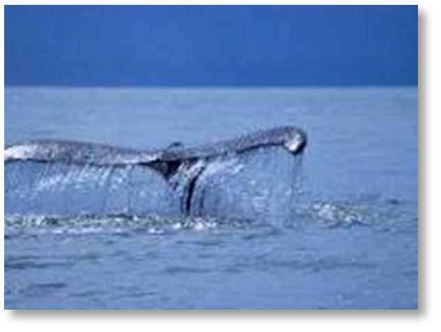 Revier: Southeast Alaska